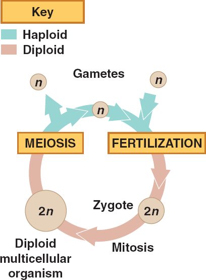 Chapter 13 Meiosis And Sexual Life Cycles