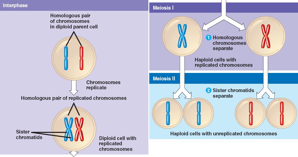 Chapter 13 Meiosis And Sexual Life Cycles