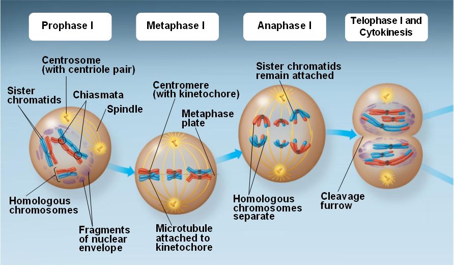 Chapter 13 Meiosis And Sexual Life Cycles 0166