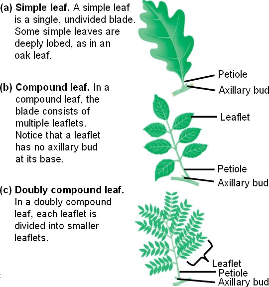 Simple Leaf And Compound Leaf Photos