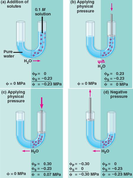 Water potential html 36 05WaterPotential jpg