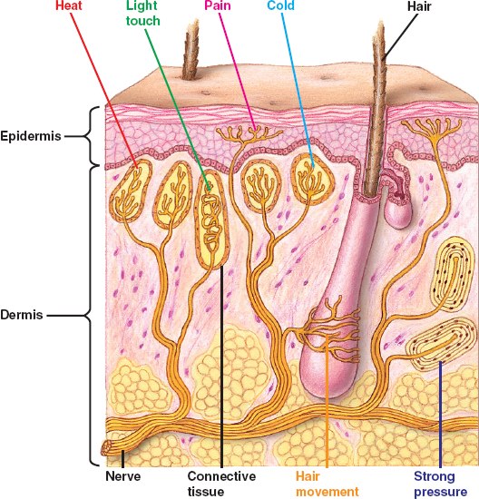 receptors in human skin. Sensory receptors in human