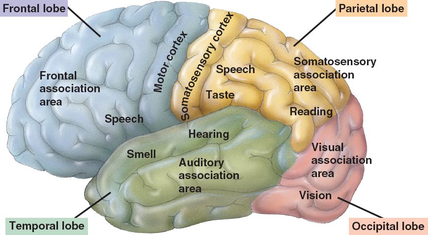 Cerebral Area