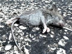 (White-footed Mouse) dead ventral